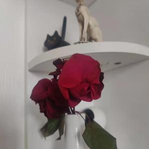 黑鬼大战甜美免费播放
